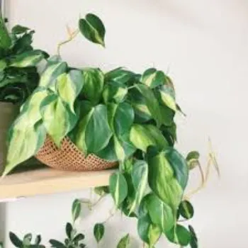 Organic Money Plant